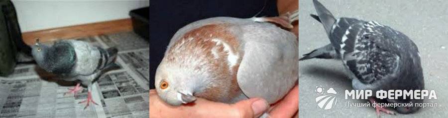 Вертячка (болезнь ньюкасла) у голубей: симптомы и лечение, опасна ли для человека