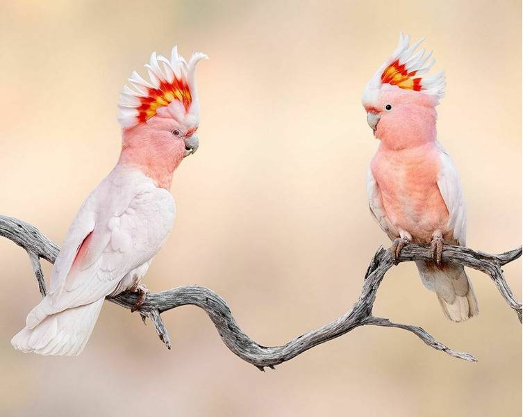 Розовый какаду: внешний вид, жизнь в природе и домашних условиях