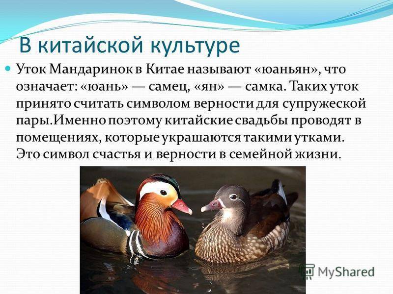 Утка мандаринка. образ жизни и среда обитания утки мандаринки | живность.ру
