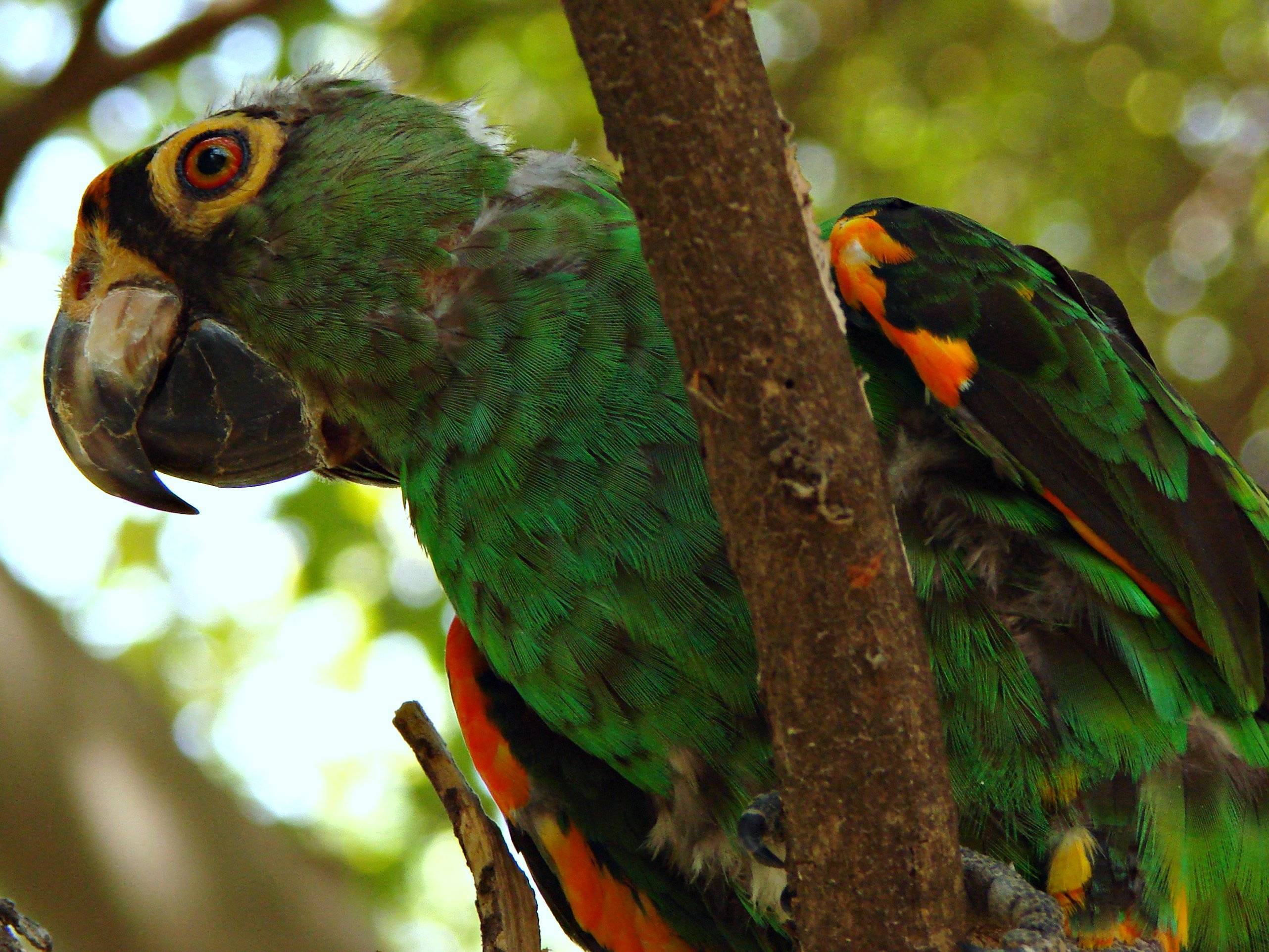 Сенегальский попугайчик — описание вида
