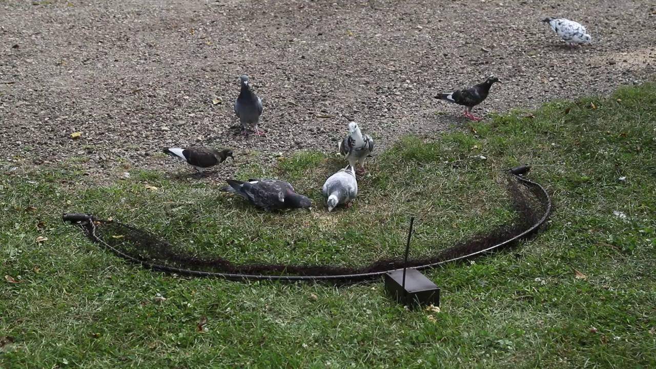 Как поймать голубя на улице: способы ловли