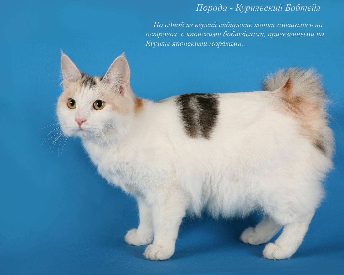 Японский бобтейл кошка: фото, описание породы, отзывы