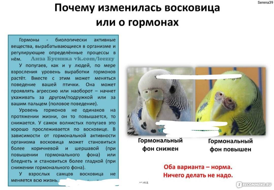 Учимся определять возраст и пол волнистого попугая - volnistye.ru