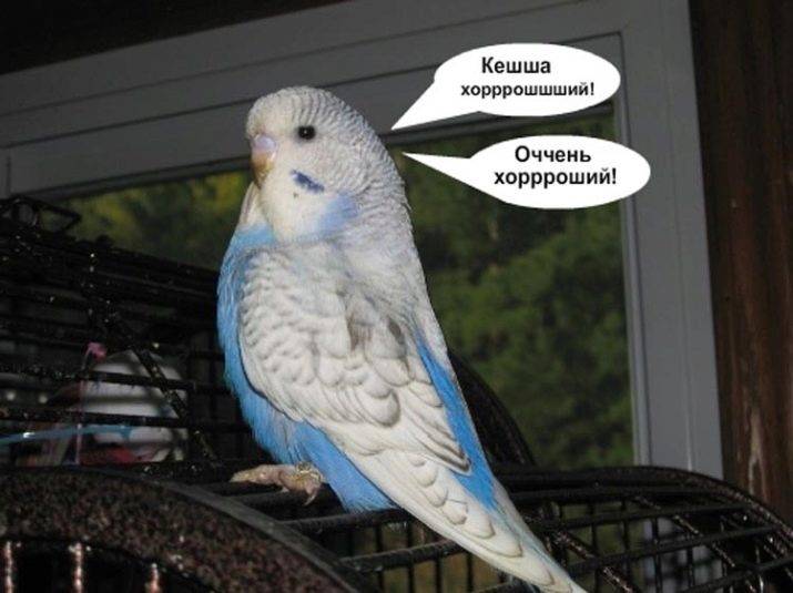 Как научить попугая говорить?