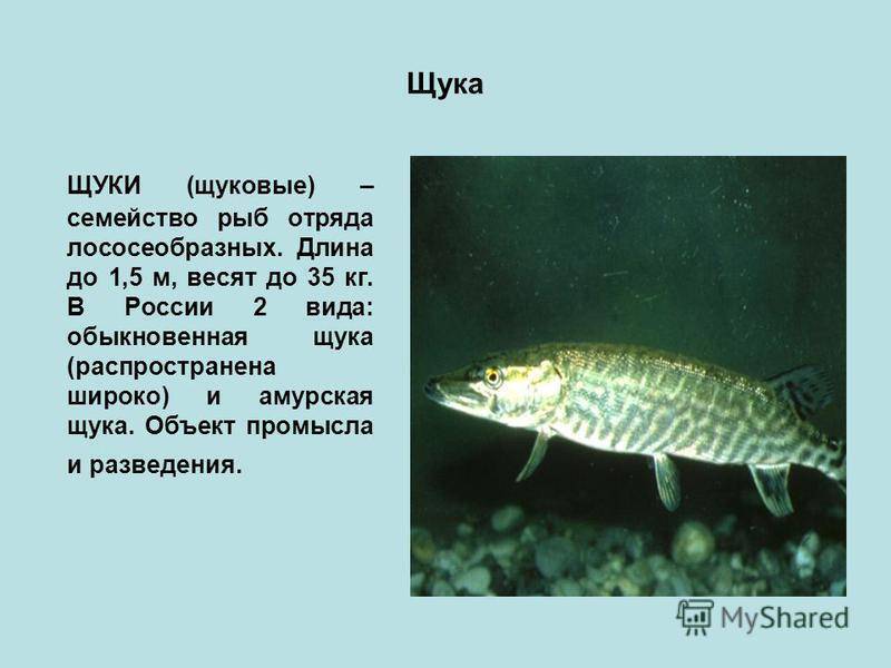 Рыба щука — описание, хозяйственное значение, разведение в искусственных условиях. | cельхозпортал