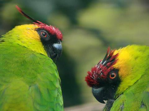 ? где живут попугаи в дикой природе?