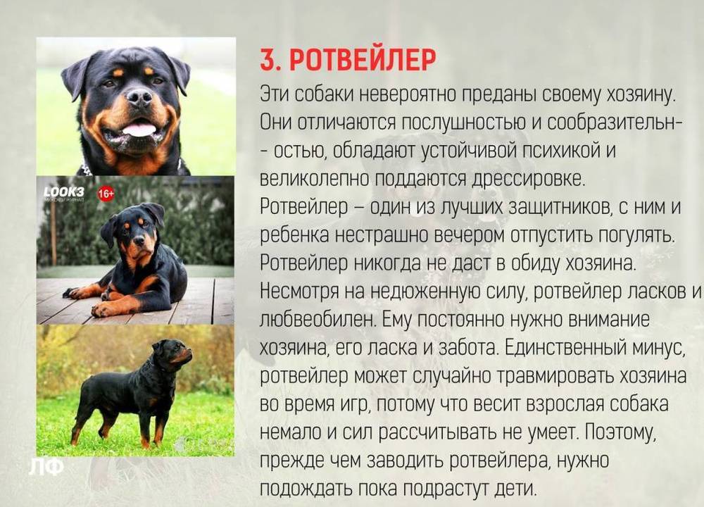 Собака породы ротвейлер: описание и характеристика собаки, особенности содержания, выбор щенка и фото