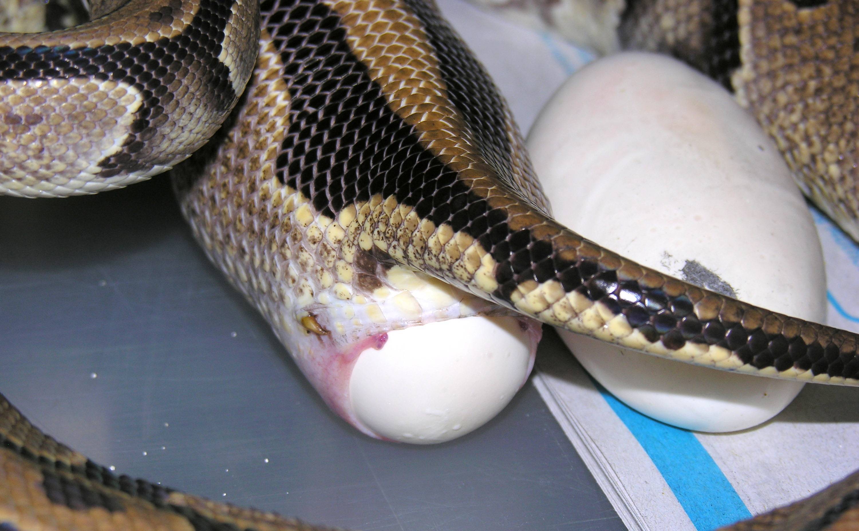 Живородящие и яйцекладущие змеи: образ жизни, содержание в домашних условиях и как могут размножаться фото