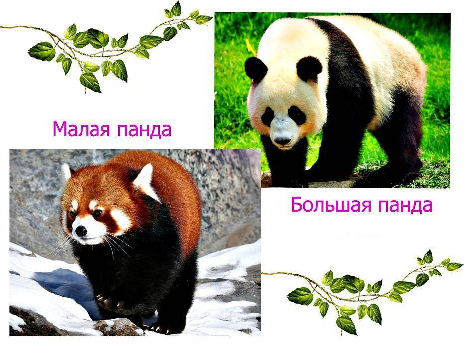 Большая панда - фото, описание, ареал, рацион, враги, популяция