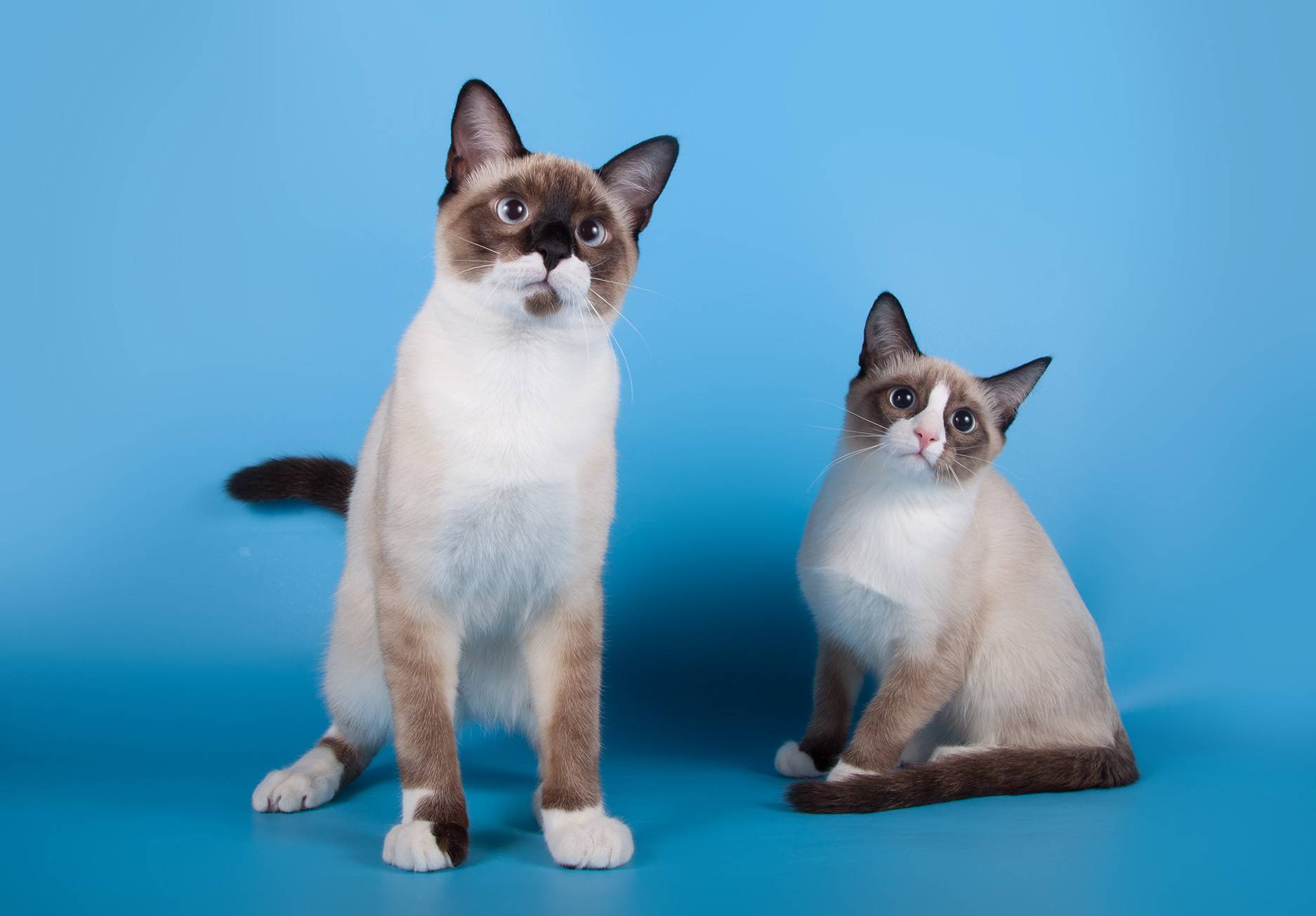 Сноу-шу: фото и описание породы кошек, объявления и питомники