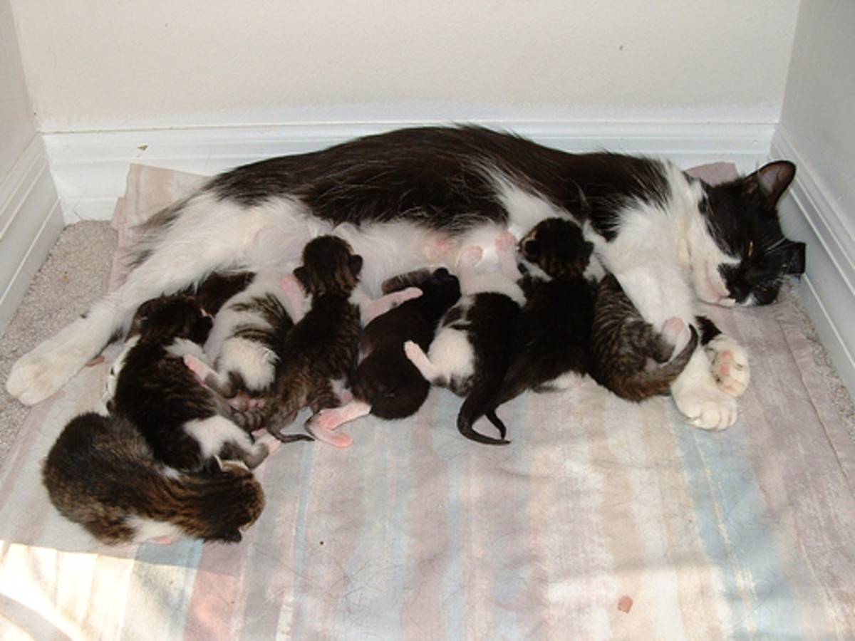 Сколько месяцев кошка вынашивает котят? признаки и этапы беременности :: syl.ru