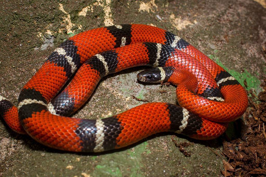 Аспидовые змеи — внешний вид, образ жизни, список подвидов