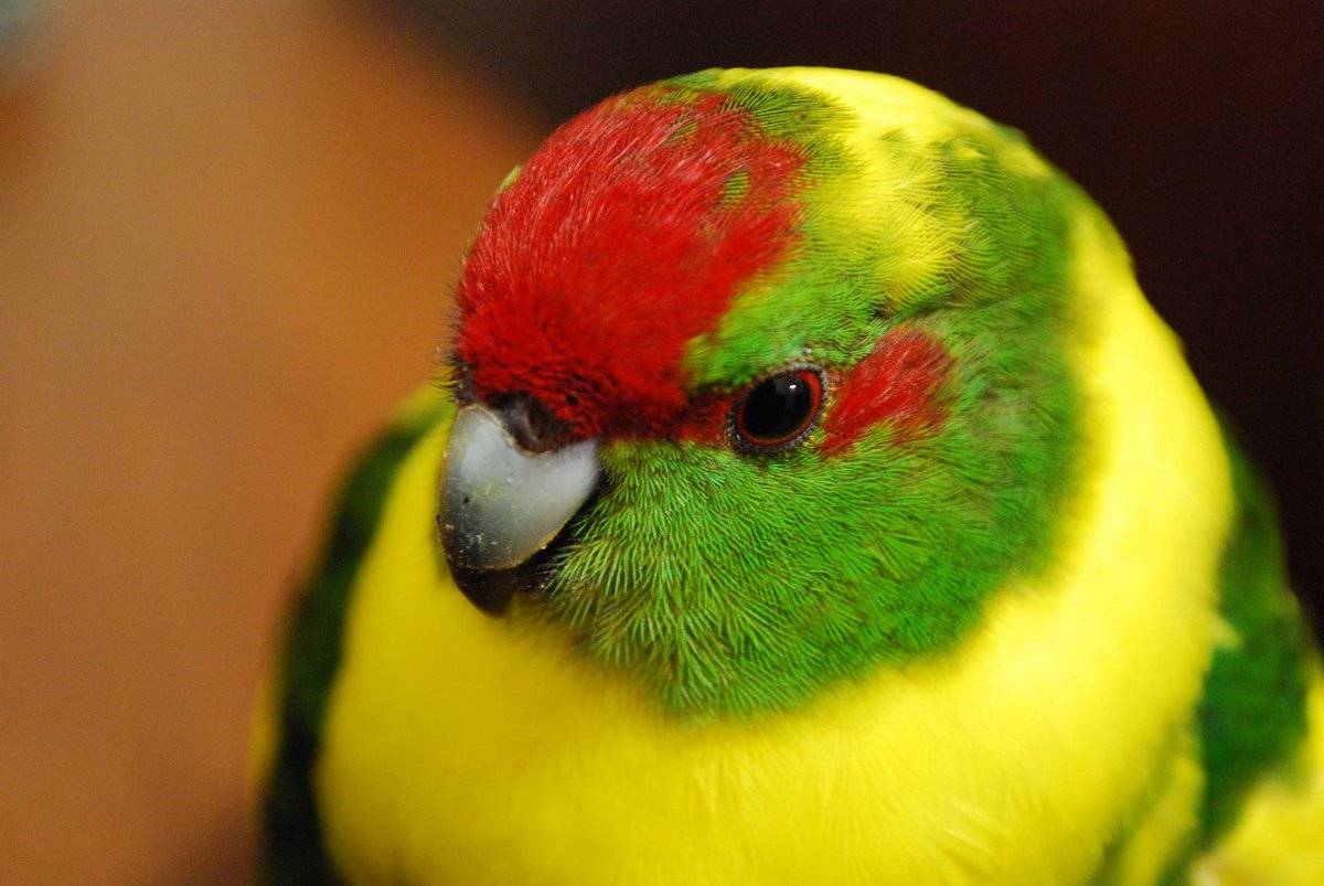 Попугай какарик: описание, приручение, содержание, общение
