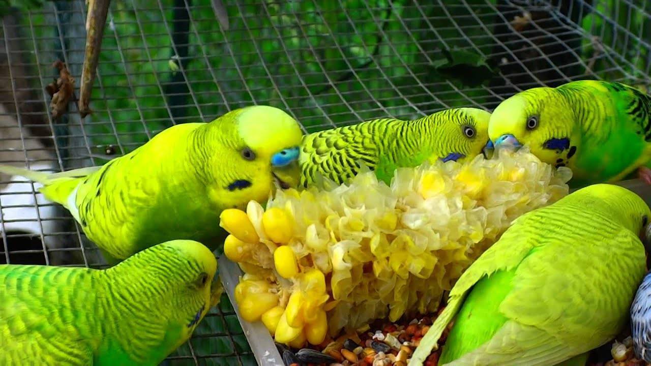 Что едят попугаи: чем питается волнистый попугай в домашних условиях с фото