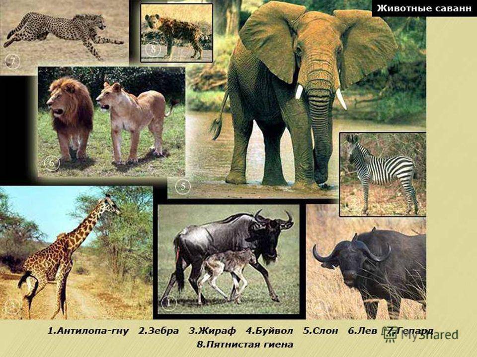 Доклад животные африки
