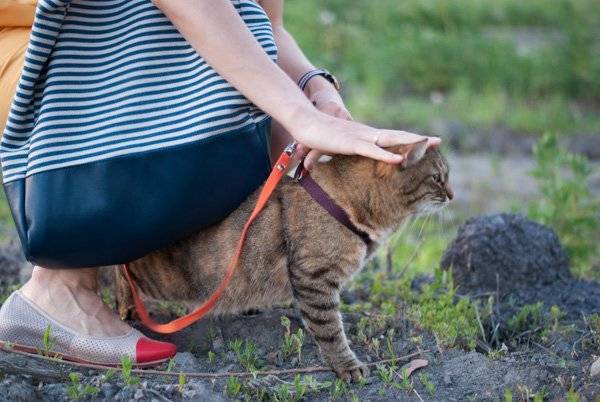 Поводок , ошейник, шлейка, сумка для прогулок с кошкой, как одеть, а также надо ли гулять вообще