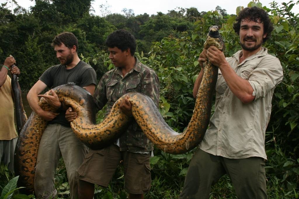 Топ-10 самых длинных змей в мире – невероятные рекордсмены