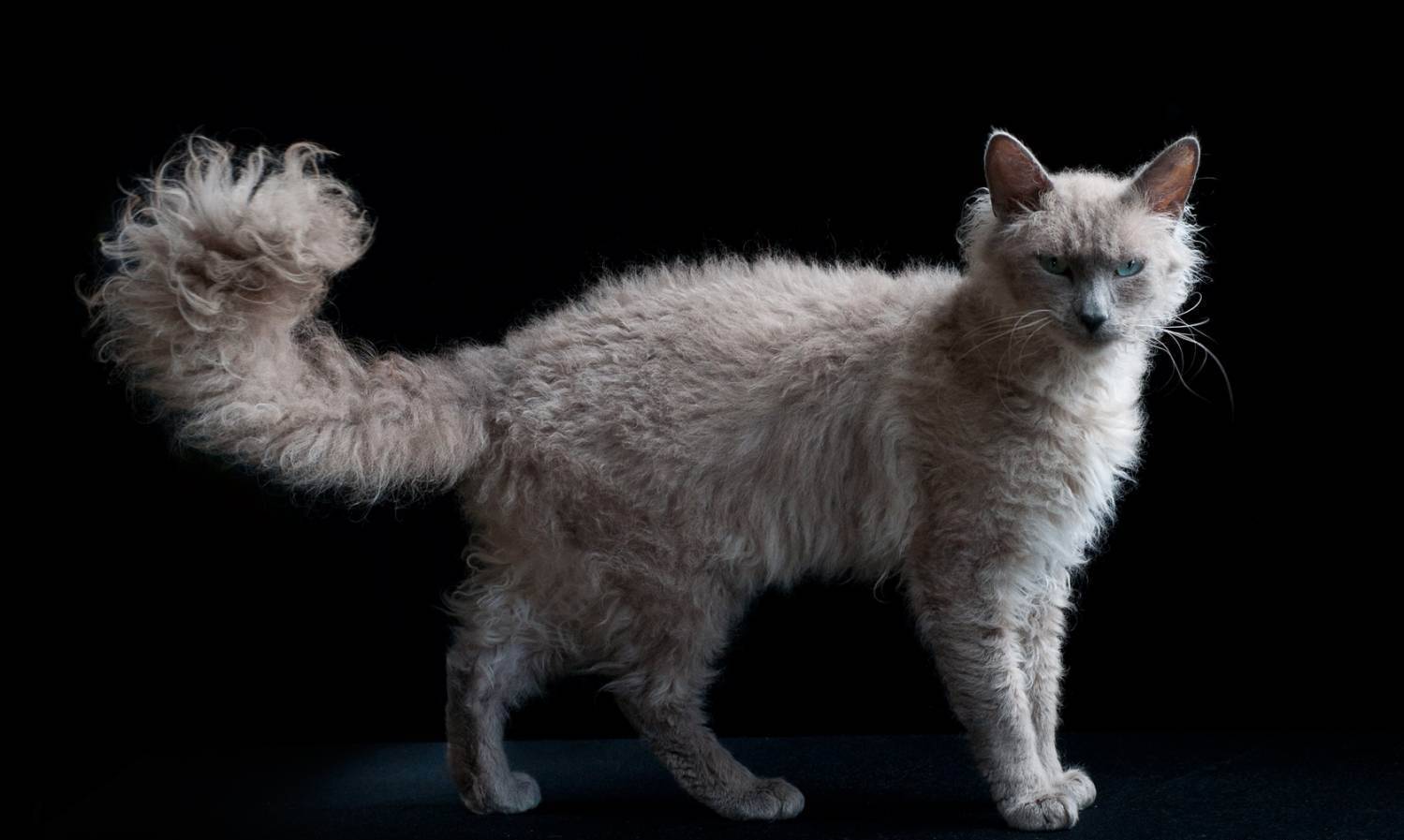 Лаперм: порода кошек с необычной шерстью