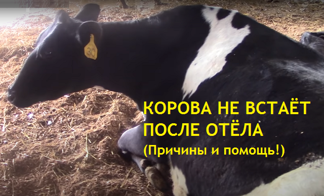 Алиментарное истощение гиповитаминоз и авитаминоз телят