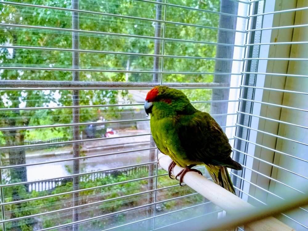 Попугаи какарики — маленькие зеленые прыгуны