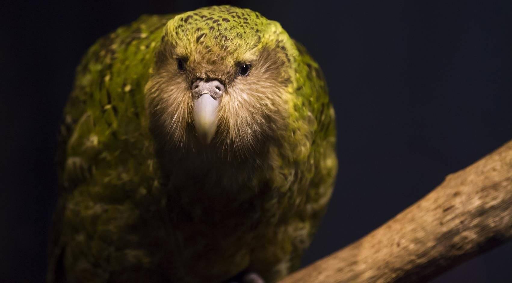 Какапо: единственный нелетающий попугай в мире – 7 фактов