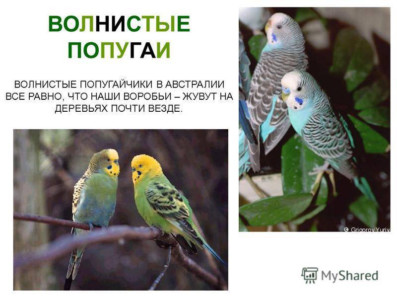 Домашние волнистые попугаи | наши лучшие друзья
