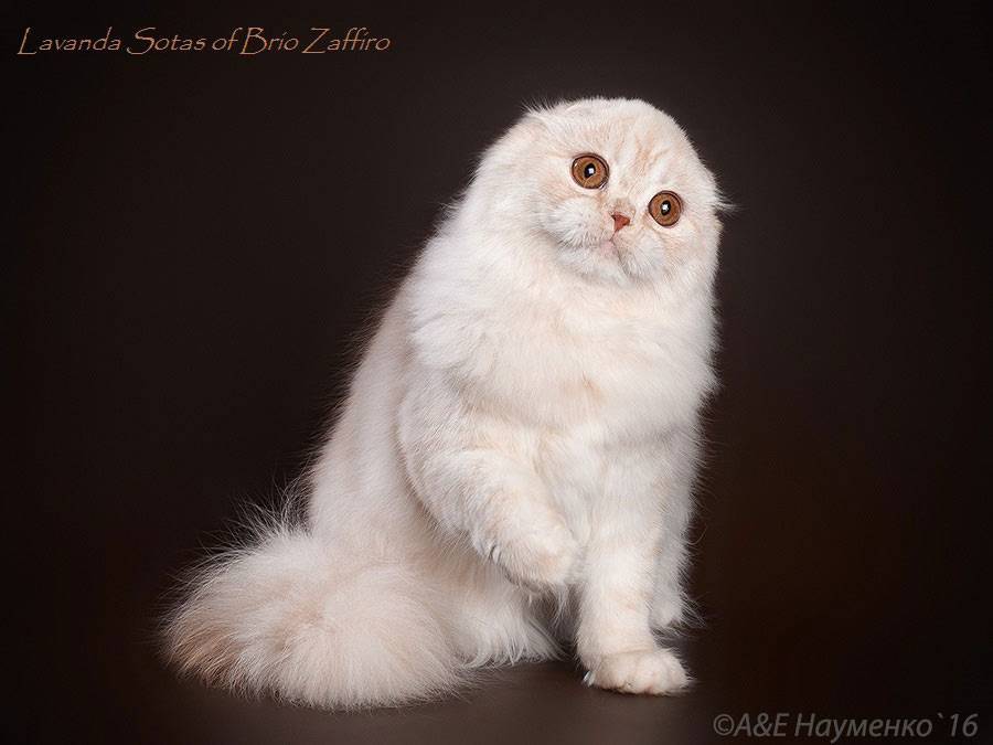 Шотландская вислоухая кошка: фото, описание породы, характер, здоровье, уход и содержание