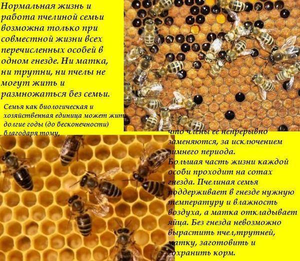 Сколько пчелы дают. Трутни в пчелиной семье. Матка пчелы. Характеристика пчел. Строение пчелиной семьи.
