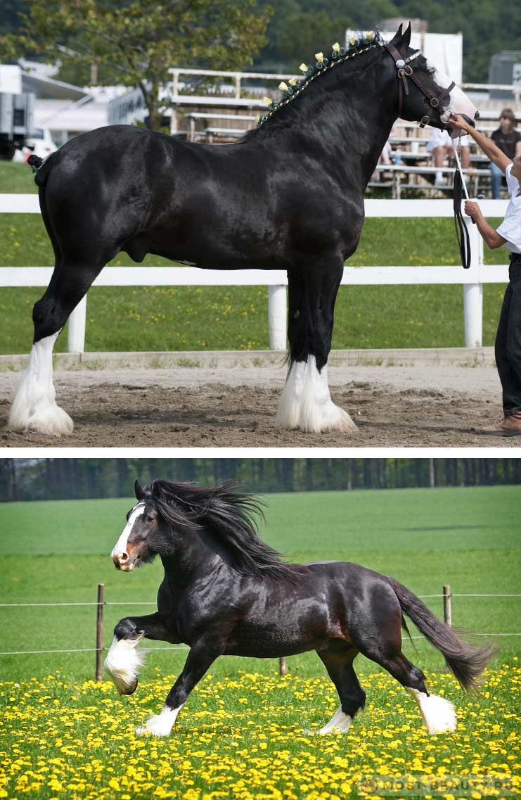 Самые красивые и популярные породы лошадей