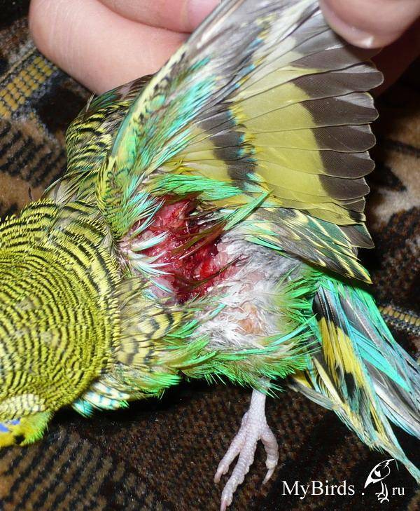 Ощипывание попугаев. причины и подходы к лечению - энциклопедия владельца птицы