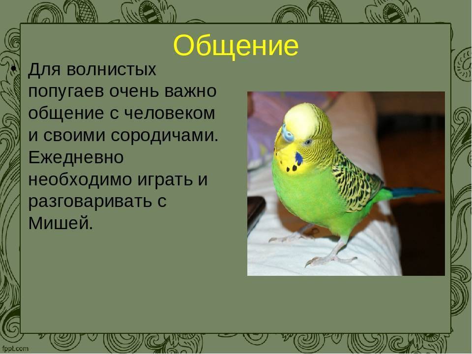 Попугаи жако: описание, характер, содержание и уход в домашних условиях :: syl.ru