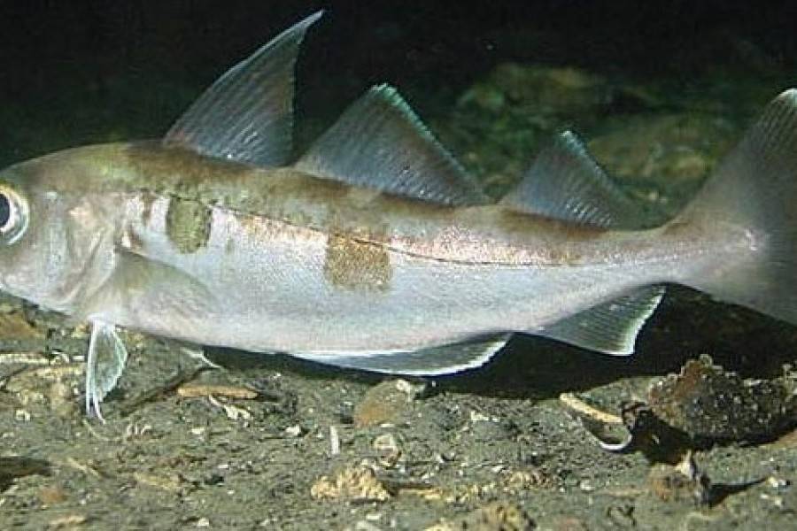 Пикша – рыба, предпочитающая северные моря