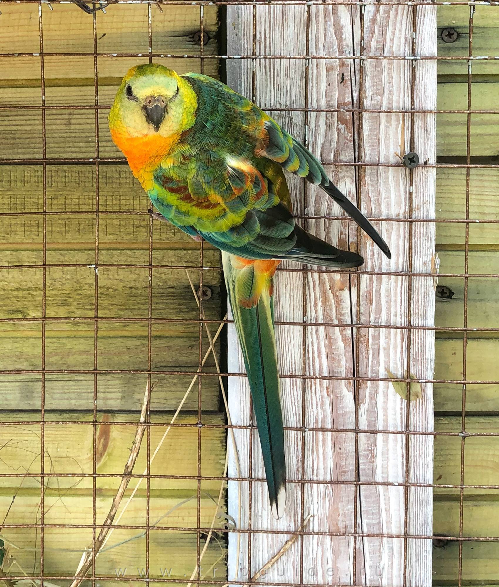 Попугай какарик: описание, приручение, содержание, общение