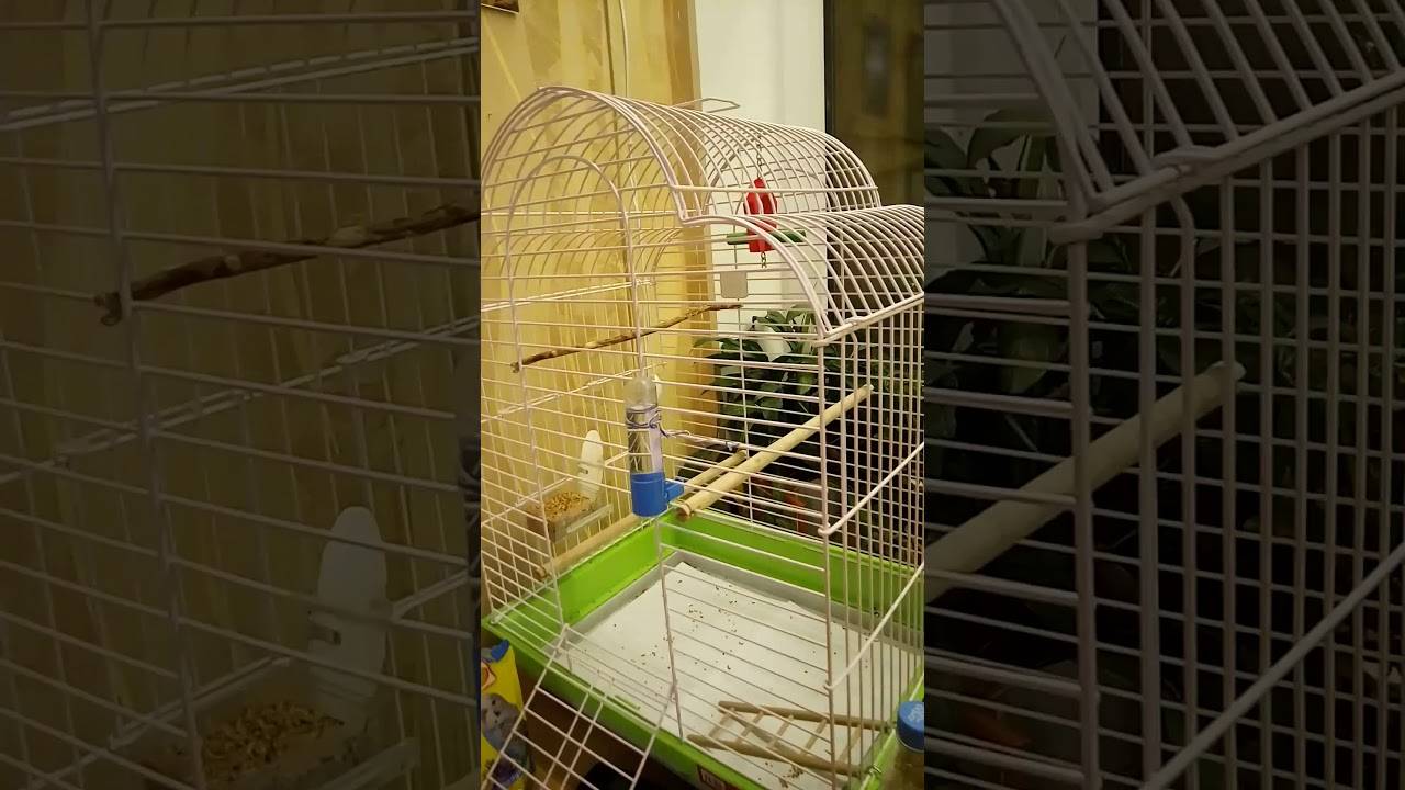 Адаптация волнистого попугая дома после покупки, сколько длится, что делать, если птица мечется по клетке