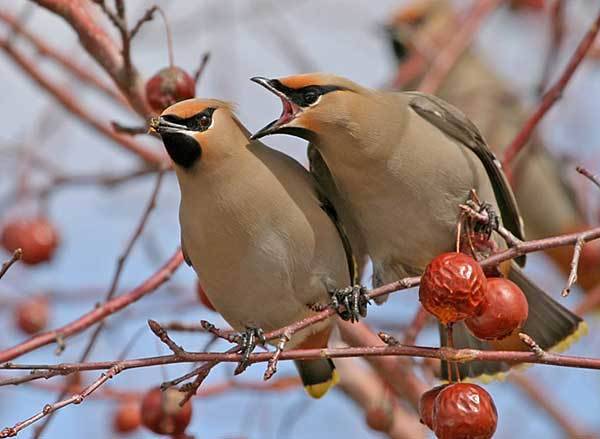 ᐉ свиристель: описание и особенности, перелётные они или зимующие птицы, фото - zoovet24.ru