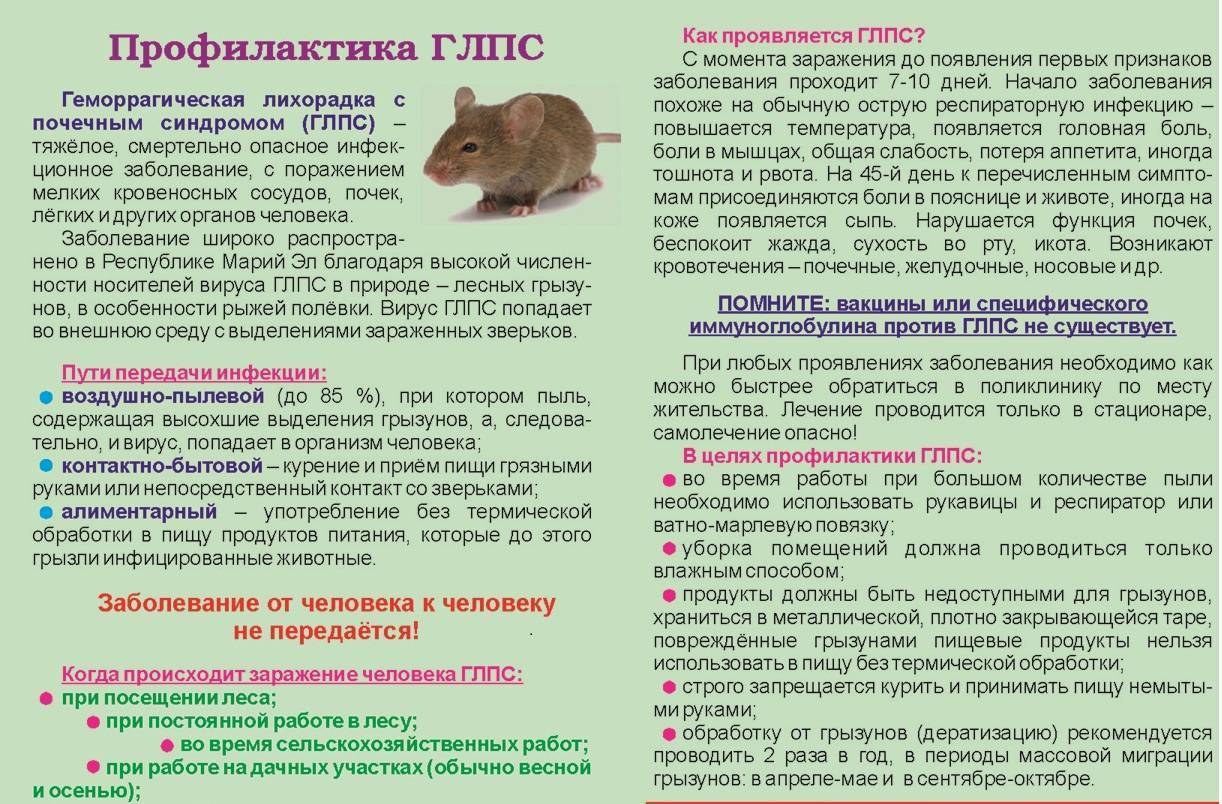Болезни крыс и мышей: зоонозы, симптомы и лечениеветлечебница рос-вет