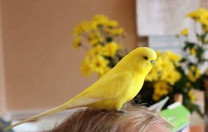 Аллергия на попугаев: как проявляется, лечение