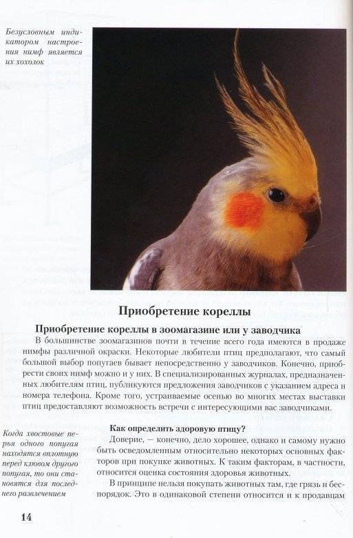 Попугай корелла: фото, говорит, пол, клетка, уход, сколько живут, самец, самка