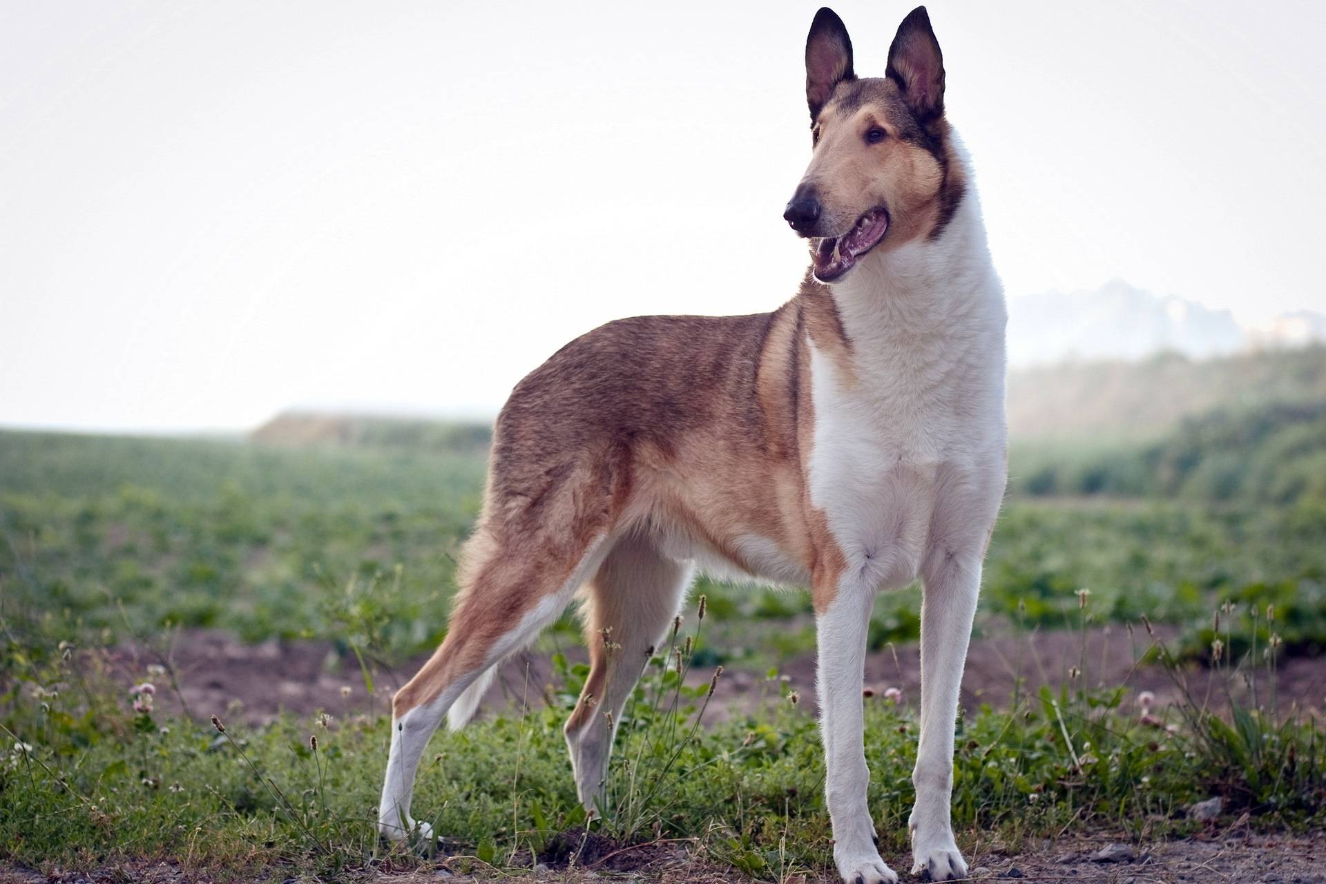 Ханаанская собака: фото и описание породы
