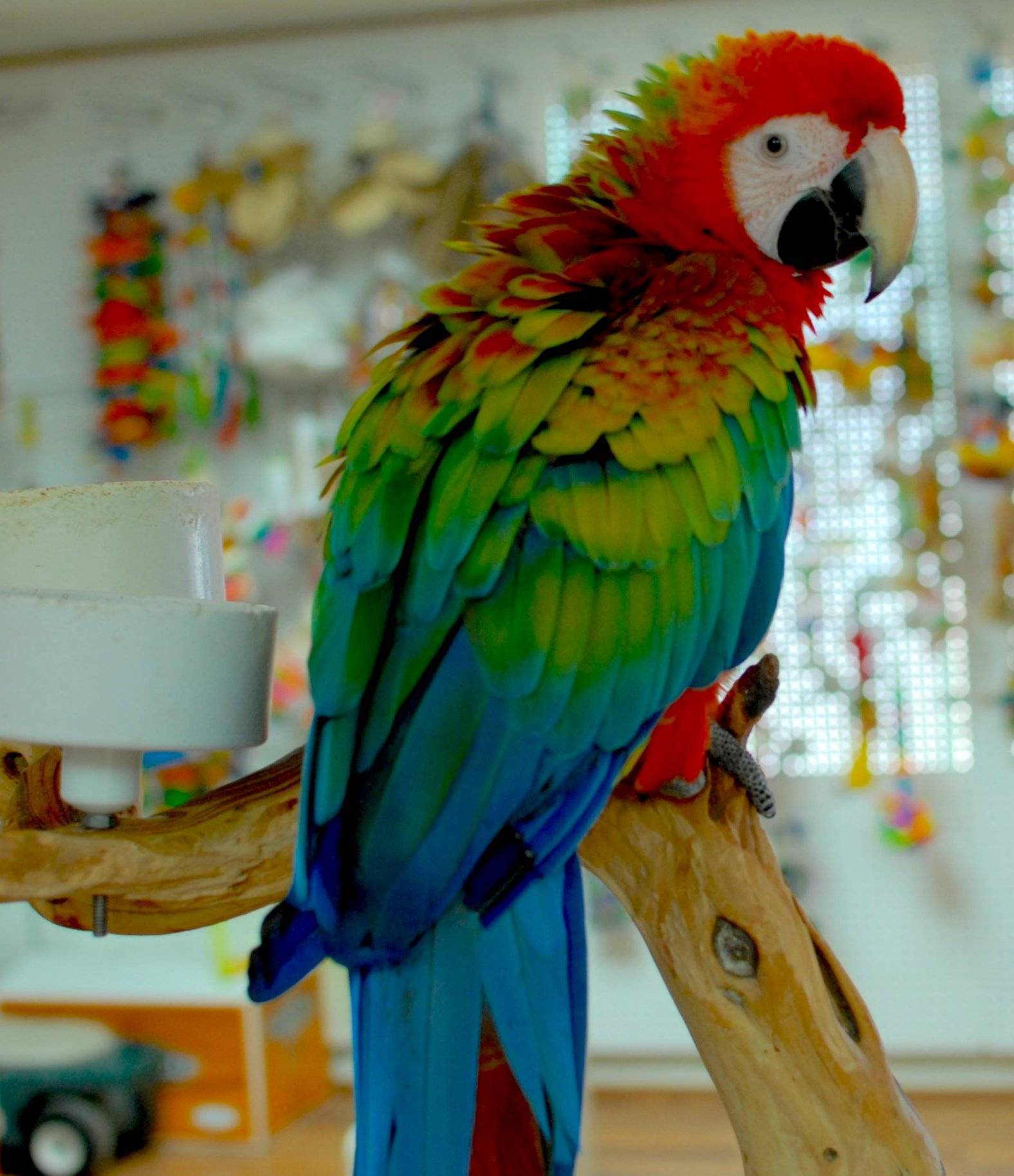 6 видов попугая ара: как выглядит, описание, особенности характера и размножения