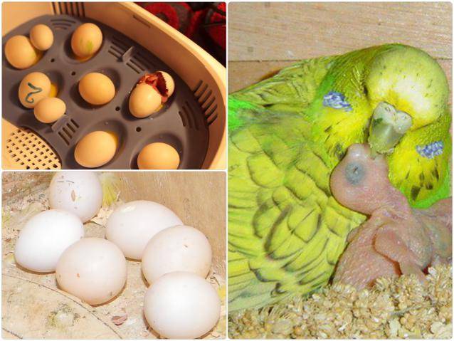 Как ухаживать за яйцами и птенцами попугаев?