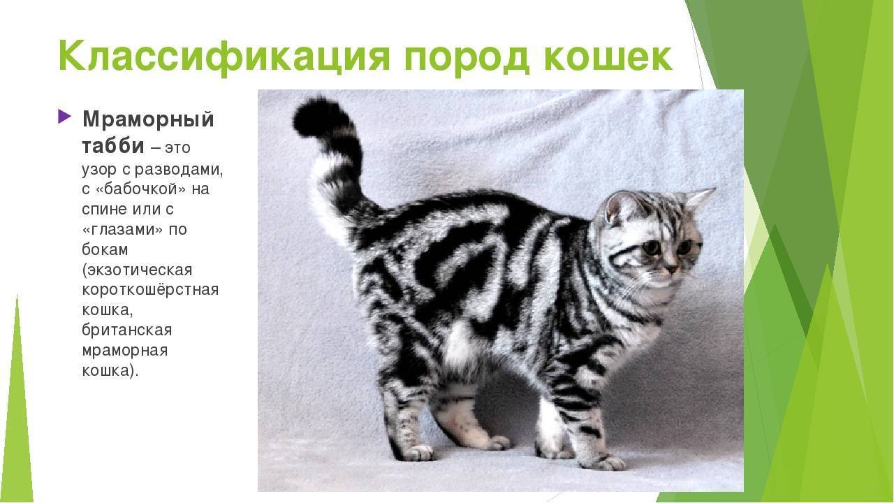 Кошки без хвоста: названия пород, их описания и фото