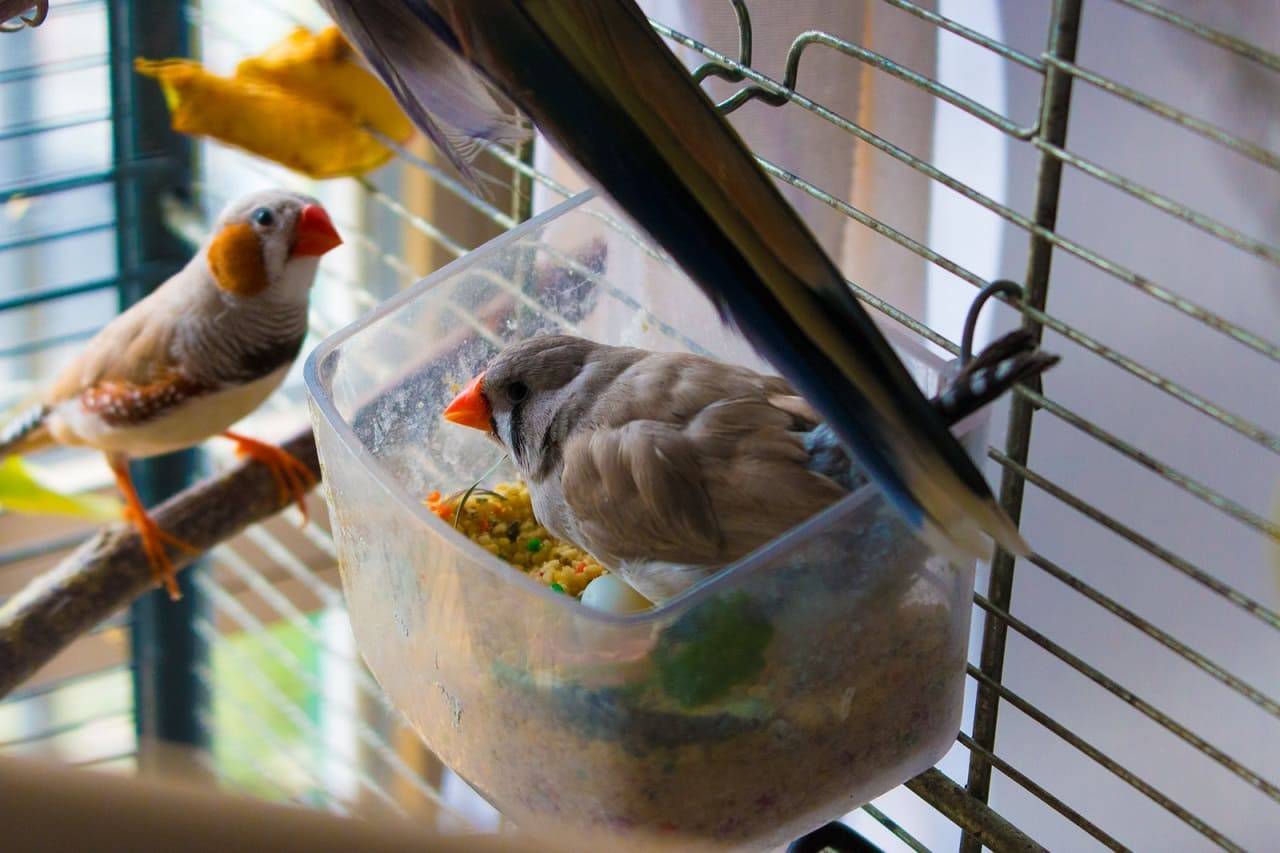 Амадины - правильный уход и питание для южных птиц | for-pet