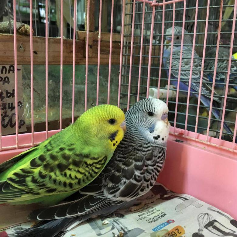Волнистые попугаи: жизнь на воле и в домашних условиях