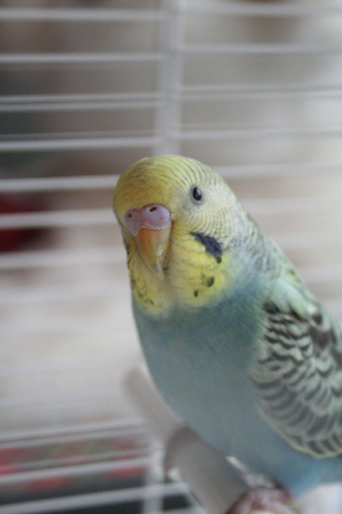 Как ухаживать за волнистым попугаем в домашних условиях?