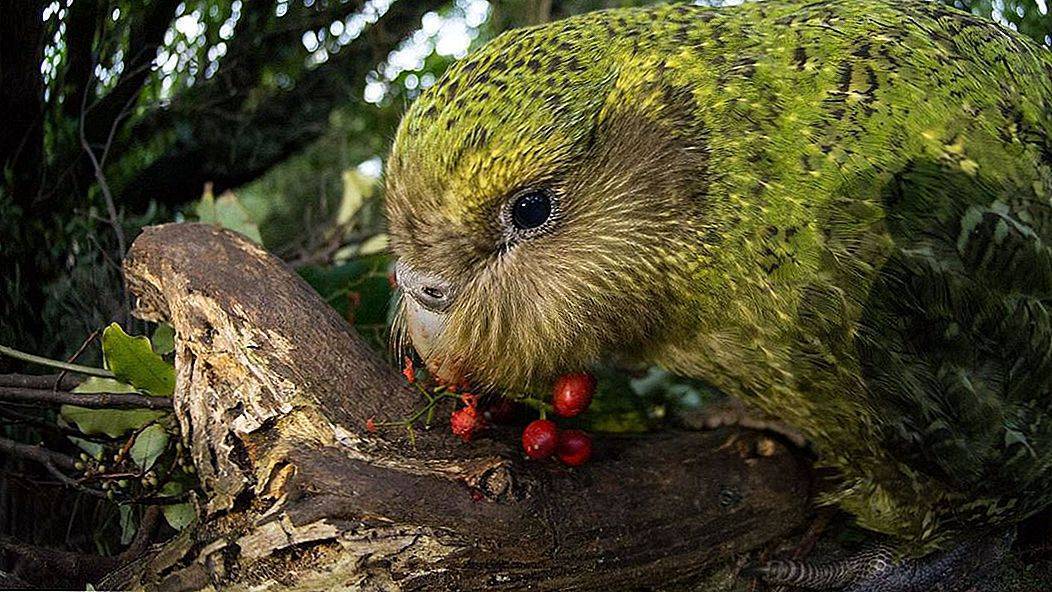 Нелетающий попугай какапо: как выглядит, где живет, чем питается