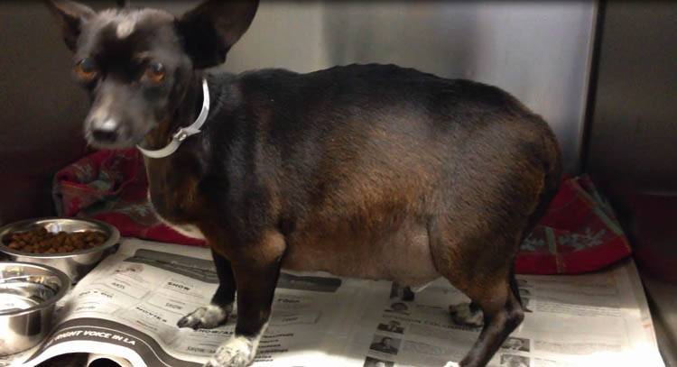 Заболевание орхит у собак: причины, симптомы, лечение и профилактика | блог ветклиники "беланта"