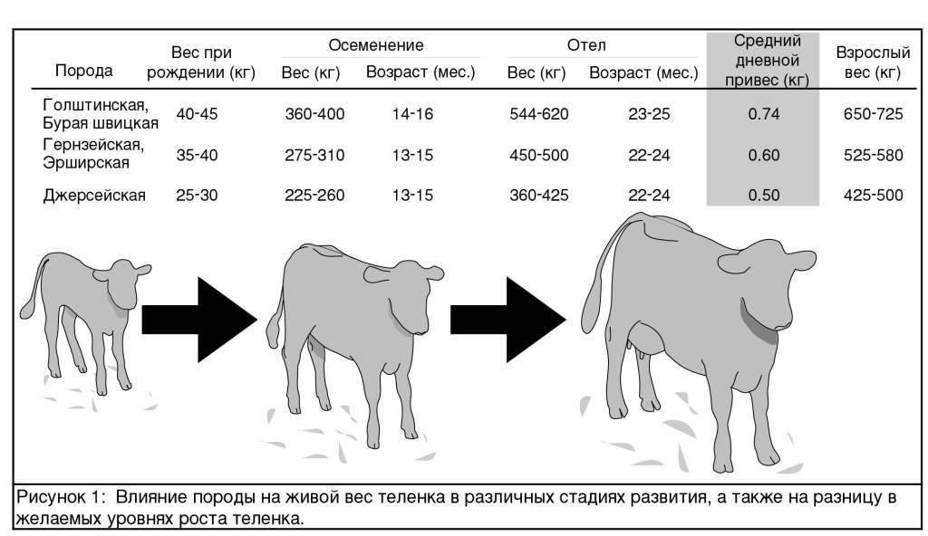 Средняя продолжительность жизни коровы: особенности и интересные факты