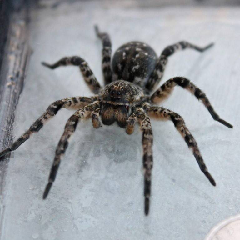 Знакомство с южнорусским тарантулом: особенности его существования и содержание в неволе
