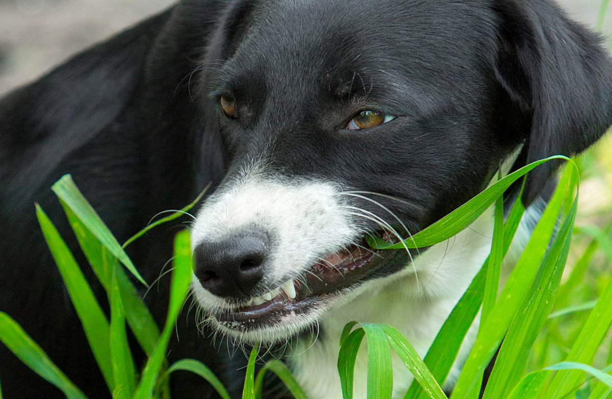 Почему щенок ест землю и камни? | блог ветклиники "беланта"